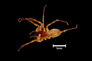 Media type: image;   Invertebrate Zoology 20592 Aspect: dorsal